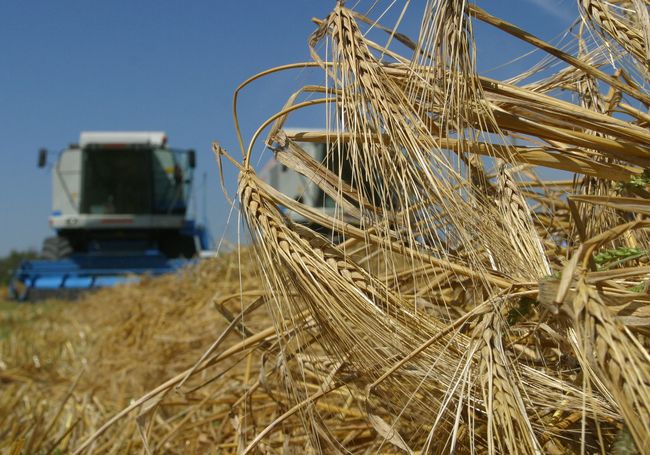 Украина побила рекорд в экспорте зерна, - УЗА