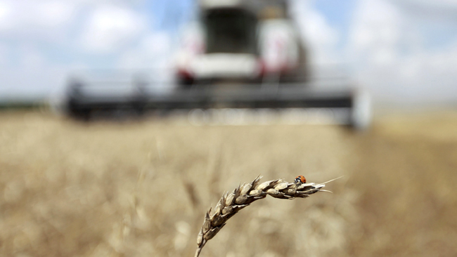 Украина экспортировала 17 млн тонн зерновых