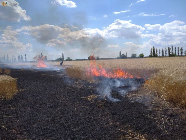 In the Mykolaiv region, 230 hectares of wheat crops were destroyed by enemy shelling