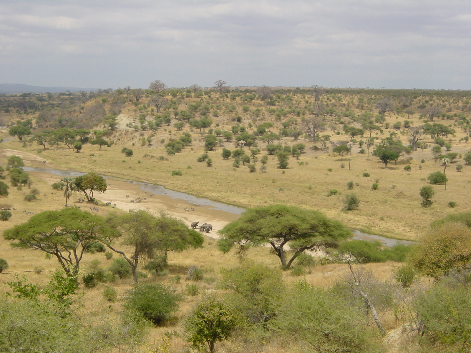 Природная зона северной америки саванна. Национальный парк Тарангире в Танзании. Саванны Льянос. Саванны Льянос климат. Редколесья Африки.